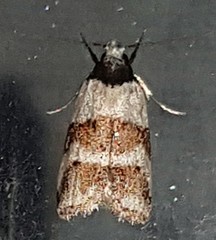 Eulechria triferella