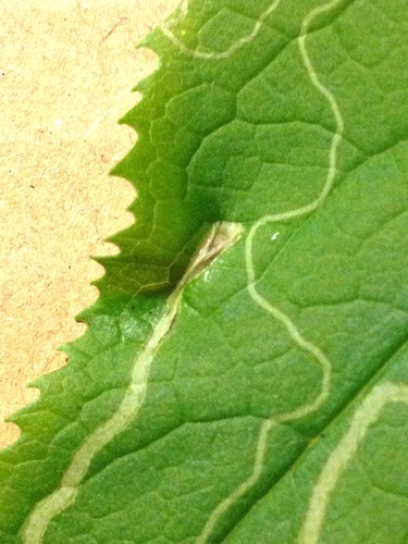 Phyllocnistis insignis