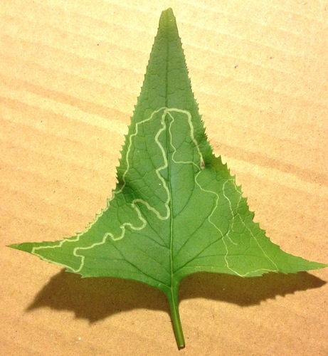 Phyllocnistis insignis