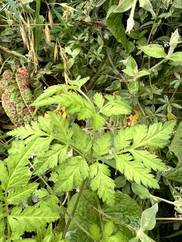Chaerophyllum villosum iNat (2)