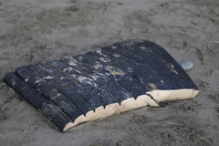 Balaenoptera musculus