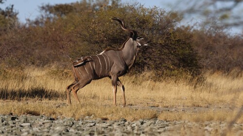 Southern Greater Kudu