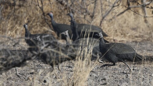Helmeted Guineafowl