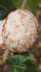 Striatoandricus aciculatus