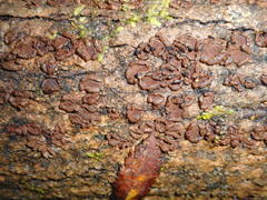 Hypoxylon cercidicola