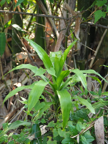 Dracaena fragrans