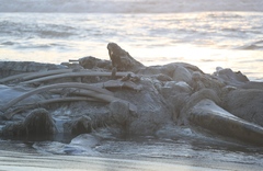 Balaenoptera musculus