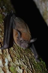 Noctilio albiventris