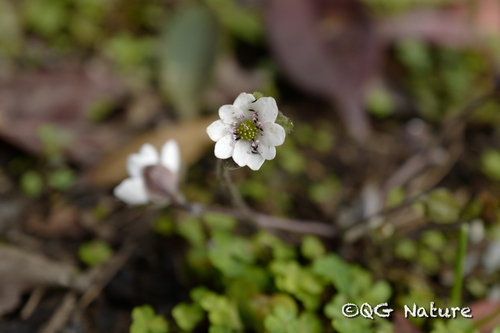 Hepatica asiatica, photograph 1