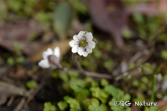 Hepatica asiatica, photograph Wang.QG, CC BY, iNaturalist via GBIF