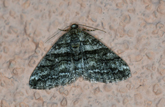 Prionomelia