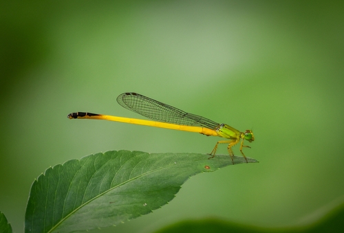 Ceriagrion fallax