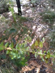 Daviesia umbellulata
