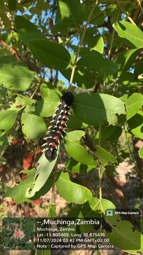 Cabbage Tree Emperor