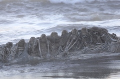 Balaenoptera musculus