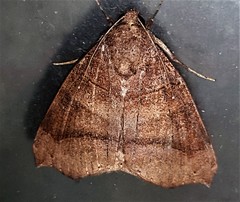 Bastilla hamatilis