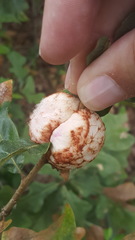 Striatoandricus aciculatus