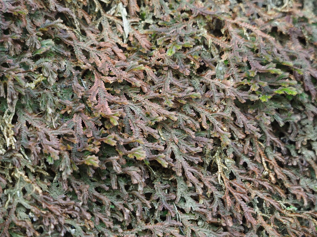 Selaginella repanda; photograph author not stated, no rights reserved