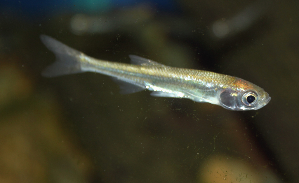 Leucaspius