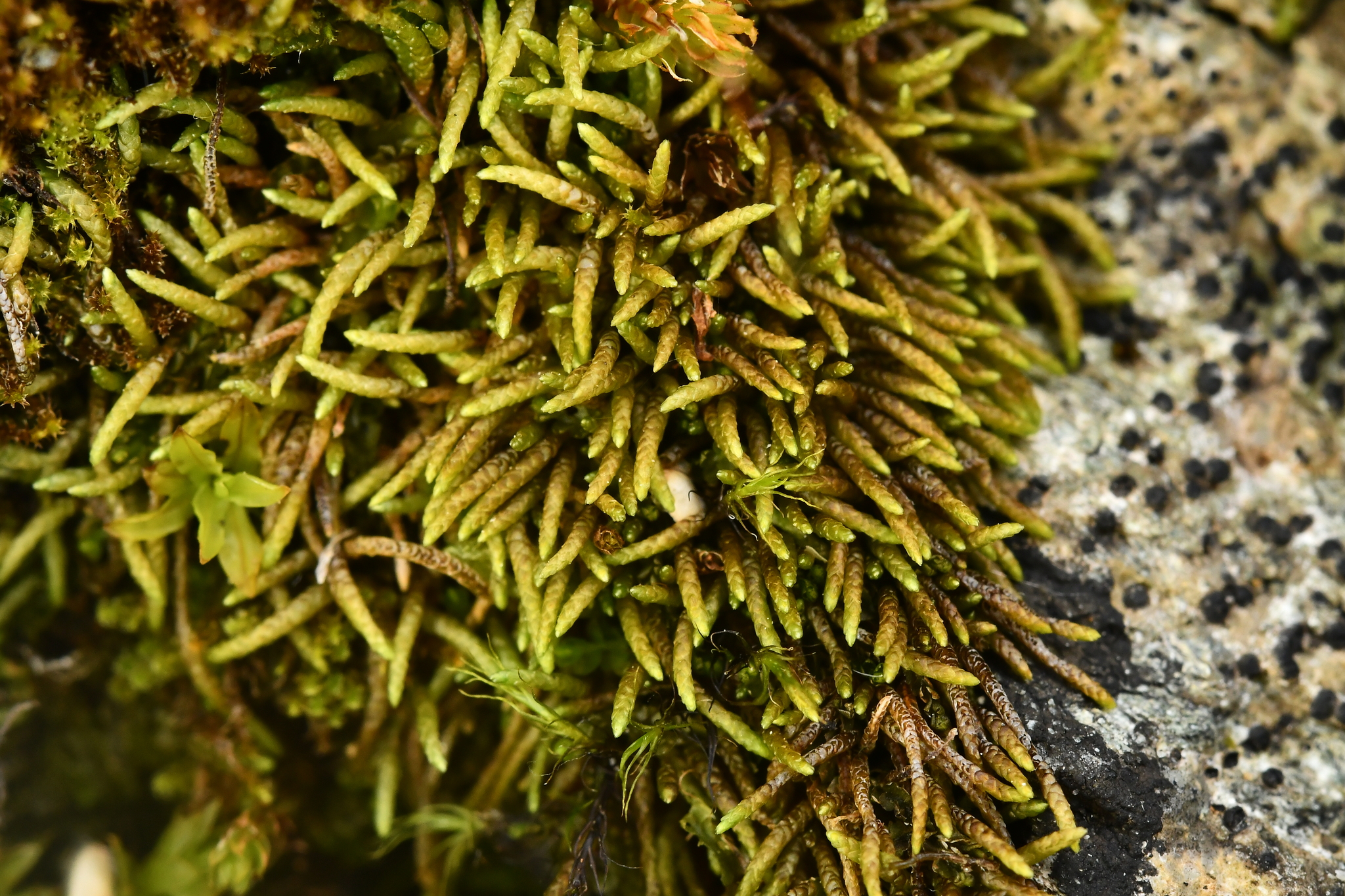 Myurella julacea