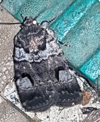 Thoracolopha flexirena