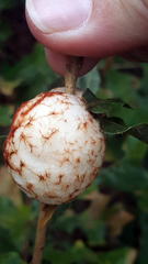 Striatoandricus aciculatus