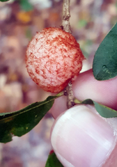 Striatoandricus aciculatus