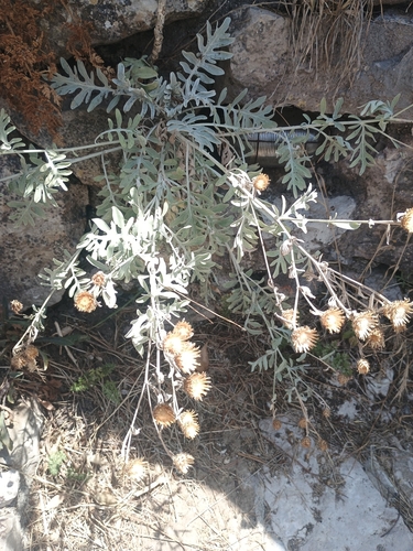 Senecione marino