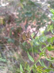 Daviesia umbellulata