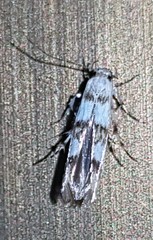 Stathmopoda tritophaea