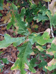 Striatoandricus aciculatus