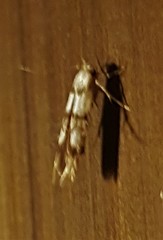 Stathmopoda tritophaea