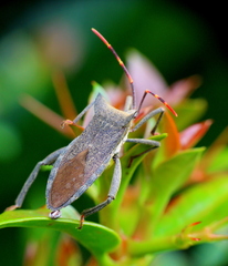 Elasmopoda valga
