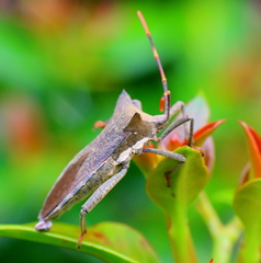Elasmopoda valga