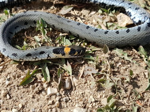 grass snake