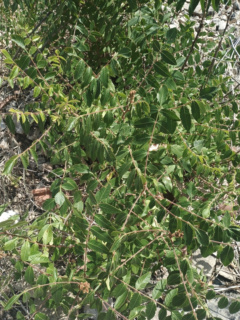 Tanner's sumac