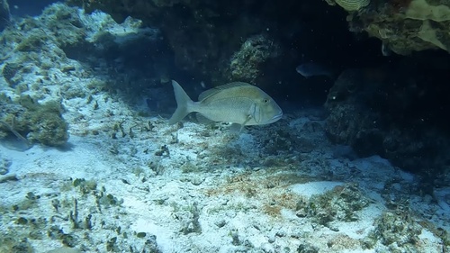 Blue bone porgy (Calamus bajonado) — Sparidae — 5