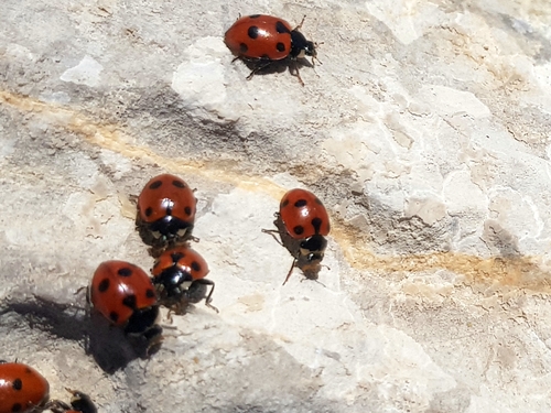 Ceratomegilla undecimnotata