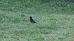 Turdus merula