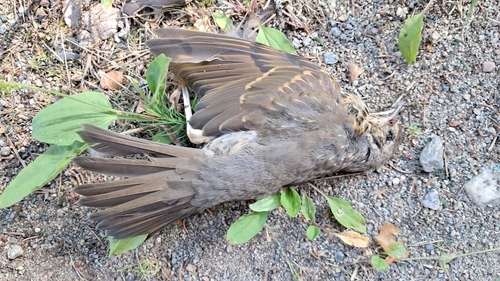 Song Thrush