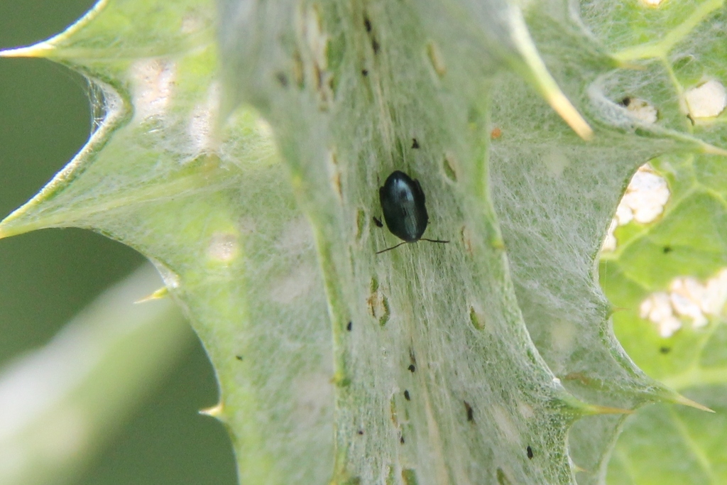Psylliodes chalcomerus