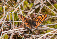 Boloria freija