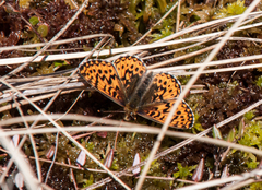 Boloria freija
