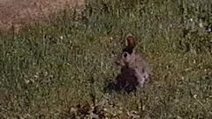 Oryctolagus cuniculus
