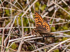 Boloria freija