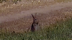 Oryctolagus cuniculus