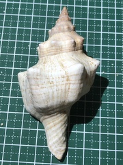 Pleuroploca trapezium