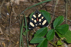 Heraclia africana