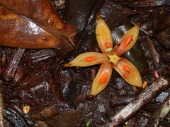 Clusia flaviflora