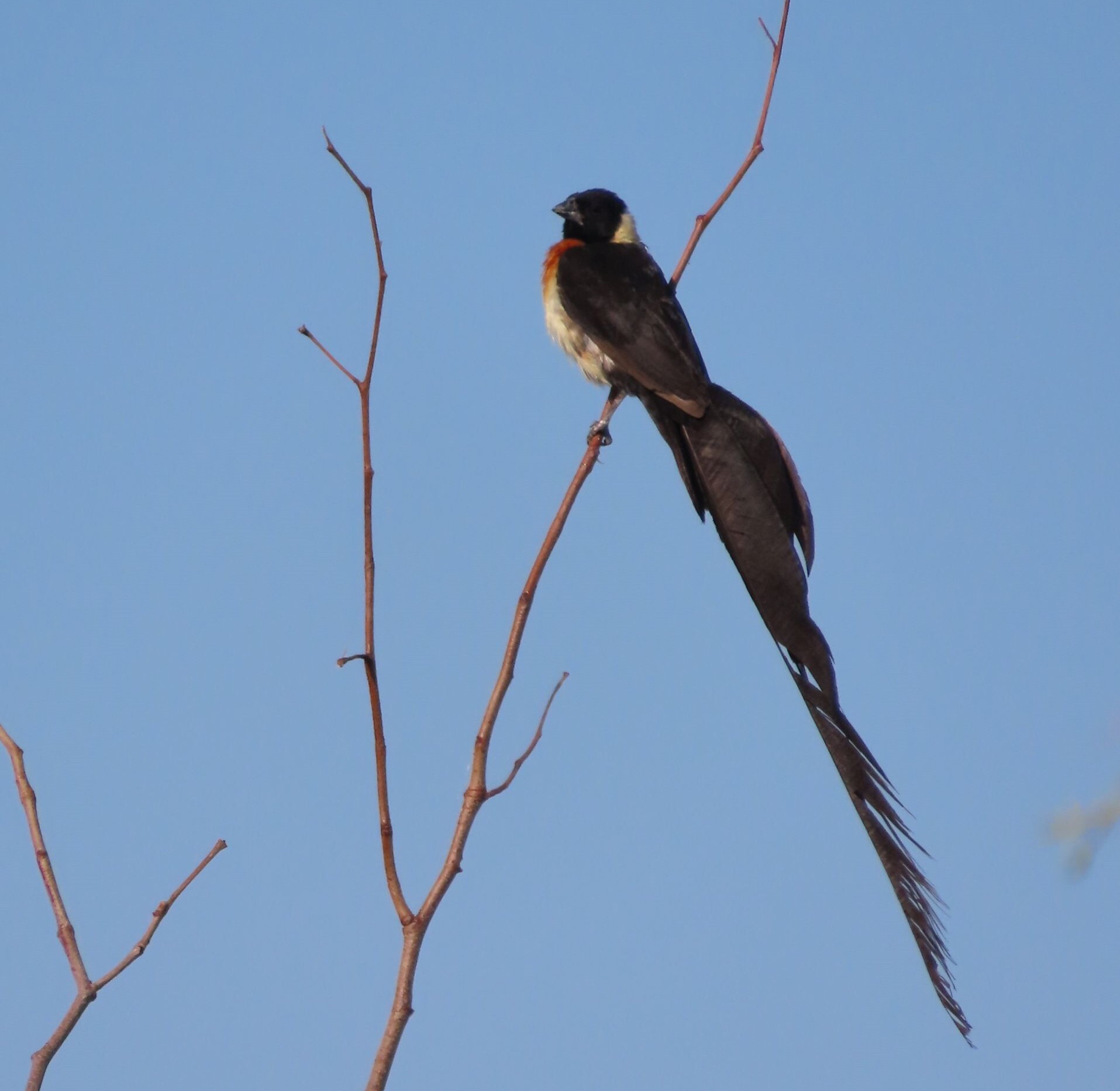 Long-tailed Paradise Whydah